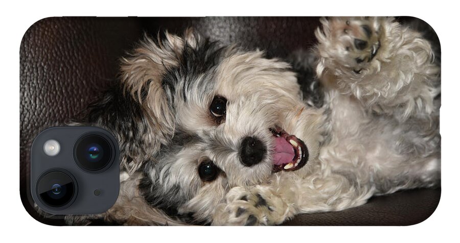 Puppy iPhone 14 Case featuring the photograph Maltipoo Playing on the Couch by Artful Imagery