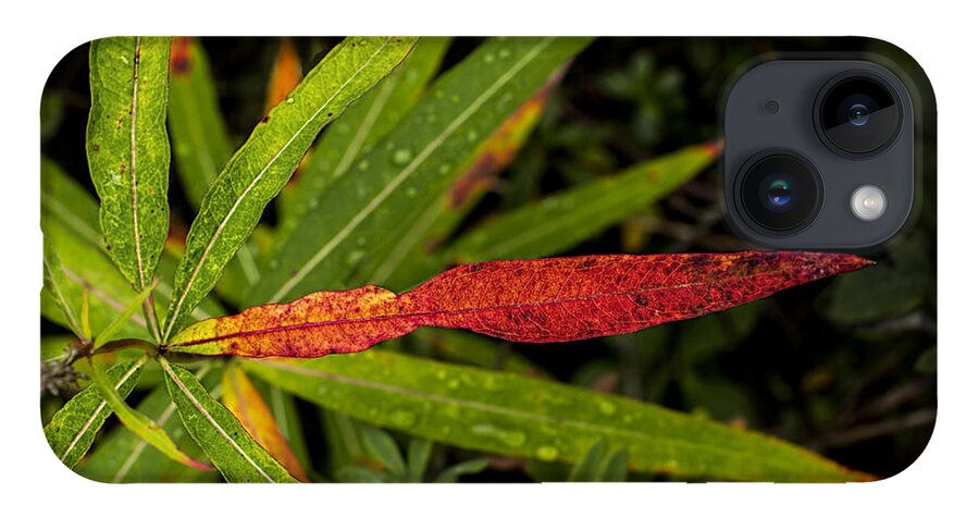 Wildflower iPhone Case featuring the photograph Many Faces of Fireweed 2 by Fred Denner