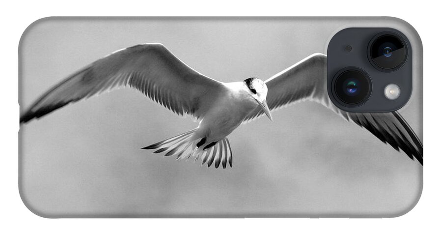Photo For Sale iPhone 14 Case featuring the photograph Seagull in Flight by Robert Wilder Jr