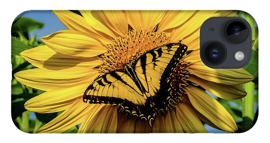Male Eastern Tiger Swallowtail - Papilio Glaucus iPhone Case featuring the photograph Male Eastern tiger swallowtail - Papilio glaucus and Sunflower by Louis Dallara