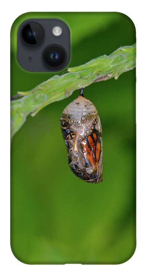 Chrysalis.butterfly iPhone 14 Case featuring the photograph Monarch Butterfly Chrysalis Showing a Wing by Artful Imagery
