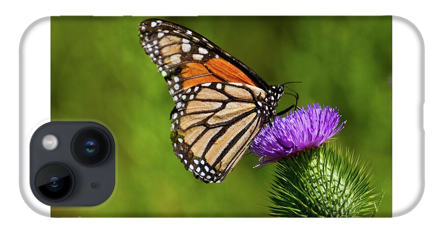 Animal iPhone 14 Case featuring the photograph Monarch Butterfly on a Thistle by Jeff Goulden