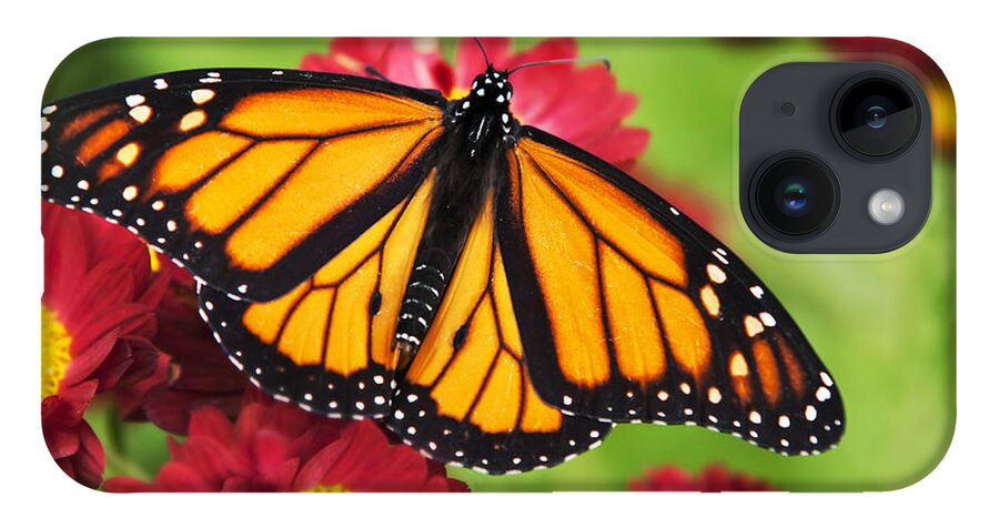 Monarch Butterfly iPhone Case featuring the photograph Monarch Butterfly on Red Mums by Christina Rollo