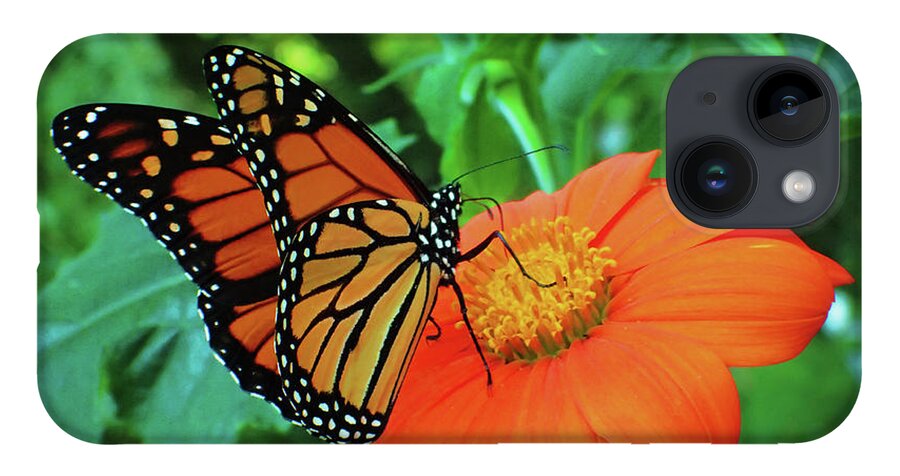 Monarch iPhone 14 Case featuring the photograph Monarch on Mexican Sunflower by Nicole Angell
