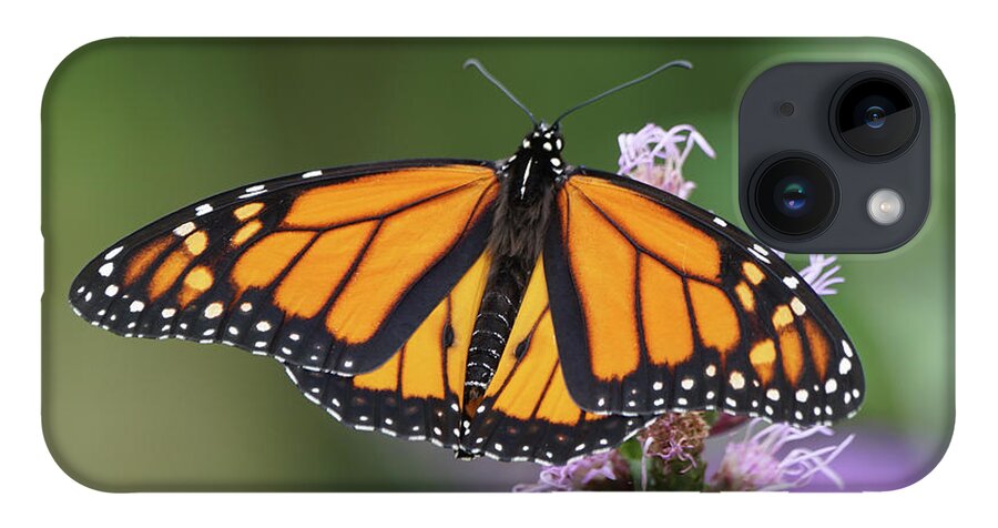Monarch Butterfly iPhone Case featuring the photograph Monarch on Spiked Blazing Star by Robert E Alter Reflections of Infinity