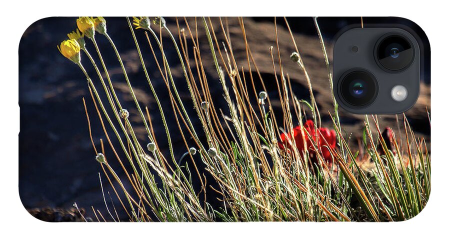Wildflowers iPhone 14 Case featuring the photograph Morning Praise by Jim Garrison