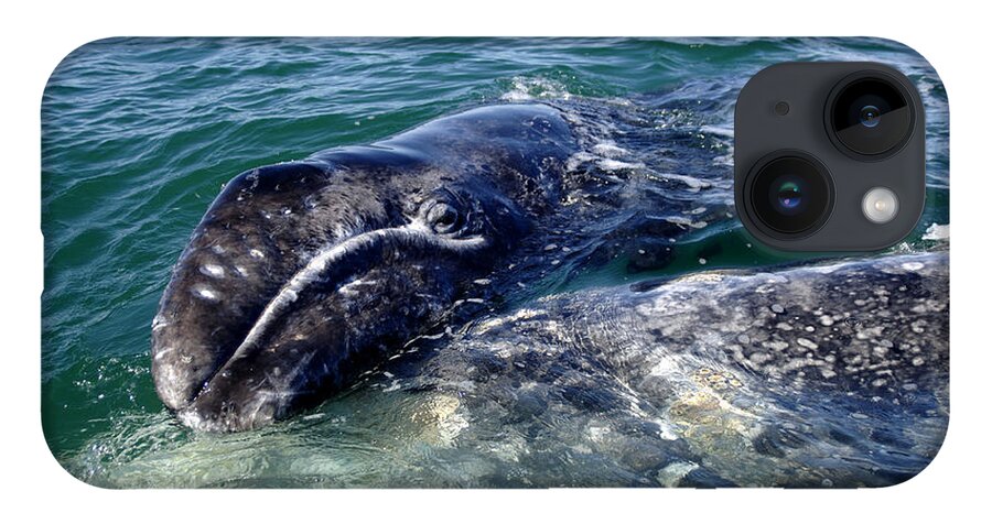 Grey Whale iPhone 14 Case featuring the photograph Mother Grey Whale and baby calf by David Shuler