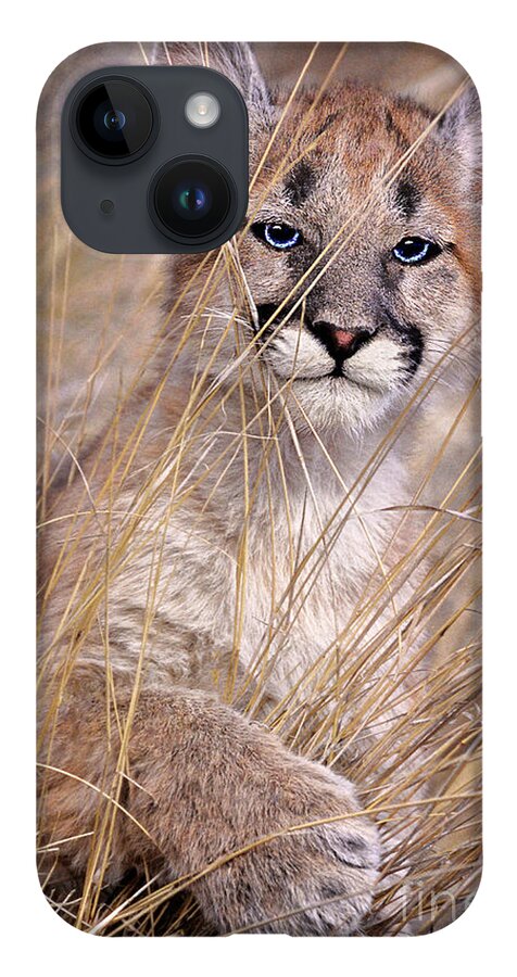 Dave Welling iPhone 14 Case featuring the photograph Mountain Lion Cub Felis Concolor Captive Central Montana by Dave Welling