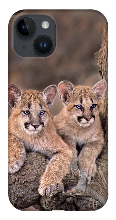 Dave Welling iPhone 14 Case featuring the photograph Mountain Lion Cubs Felis Concolor Captive by Dave Welling