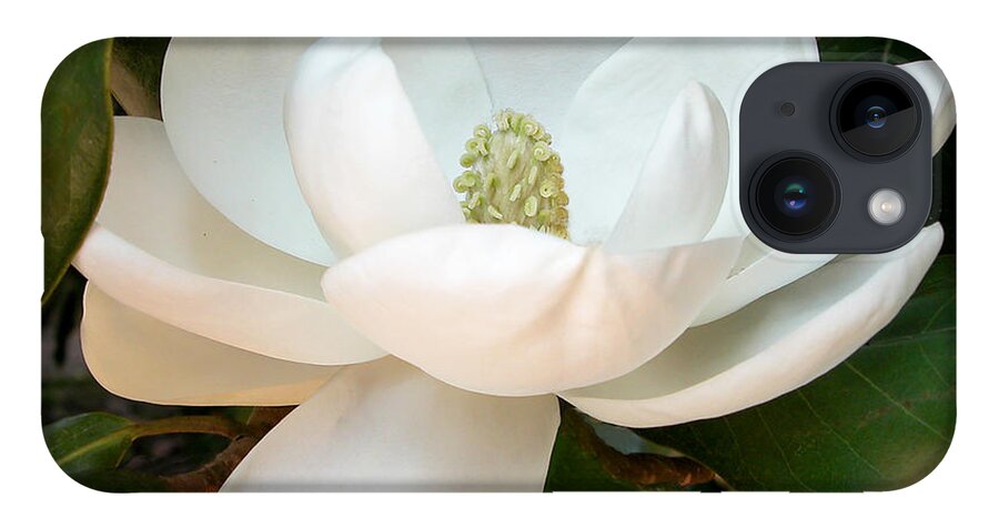 Magnolia iPhone 14 Case featuring the photograph Mt. Vernon Magnolia by Kathleen Gauthier