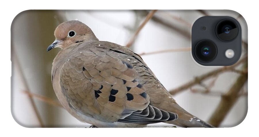 Mourning Dove iPhone Case featuring the photograph My Little Turtledove by Andrea Lazar