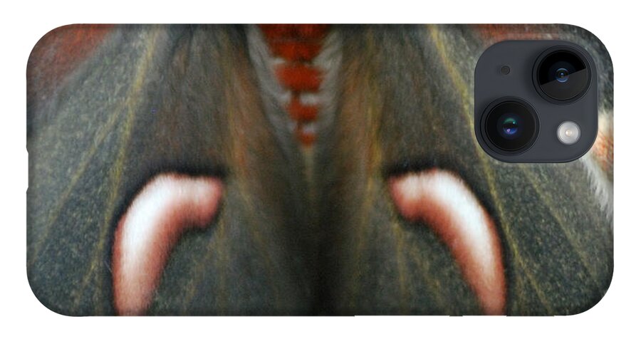 Cecropia Moth iPhone 14 Case featuring the photograph Natural Creation by Randy Bodkins