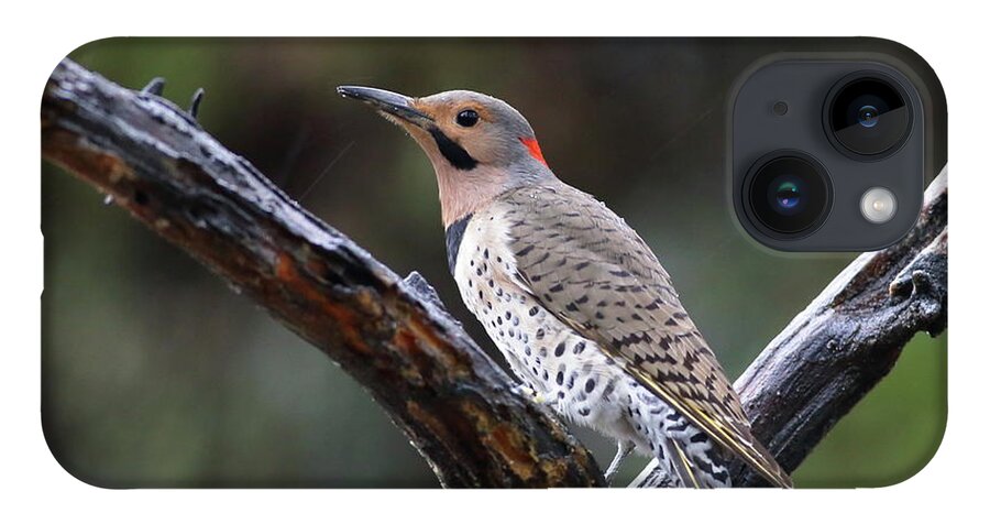 Bird iPhone 14 Case featuring the photograph Northern Flicker In Rain by Daniel Reed