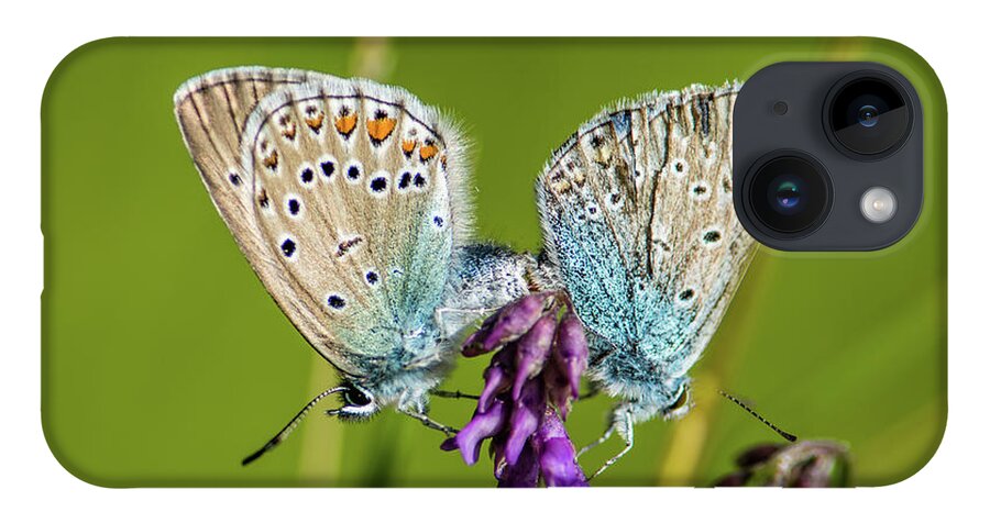 Northern Blue iPhone Case featuring the photograph Northern Blue's mating by Torbjorn Swenelius