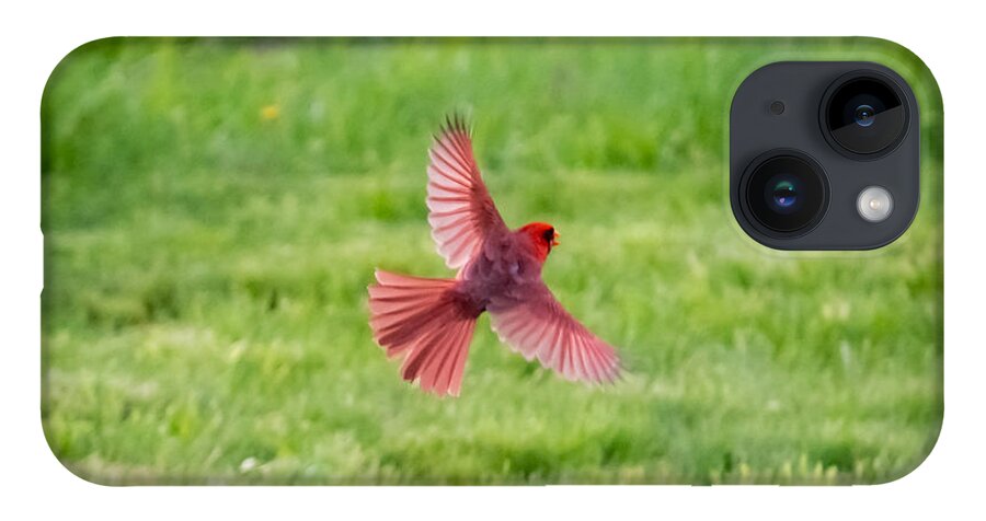 Northern Cardinal iPhone 14 Case featuring the photograph Northern Cardinal in Flight by Holden The Moment