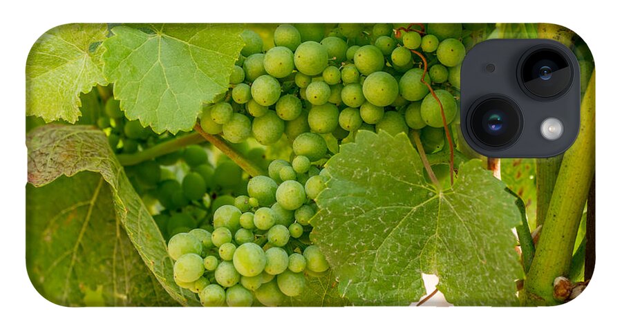 Grapes iPhone 14 Case featuring the photograph On the Vine by Derek Dean