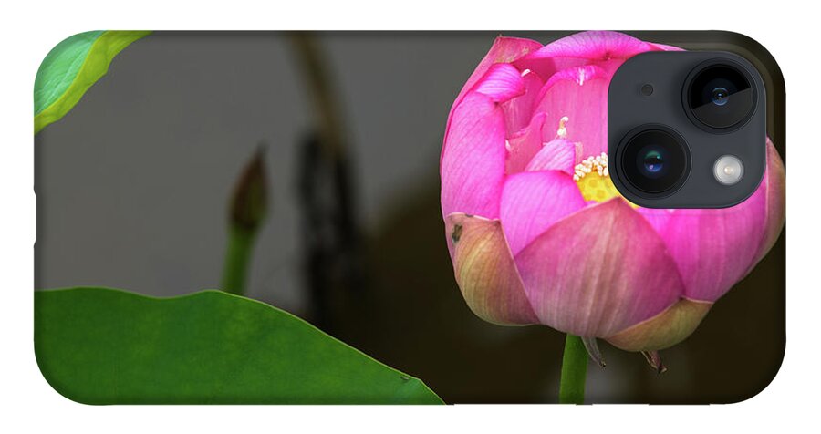 Bloom iPhone 14 Case featuring the photograph Opening Lotus Lily by Dennis Dame