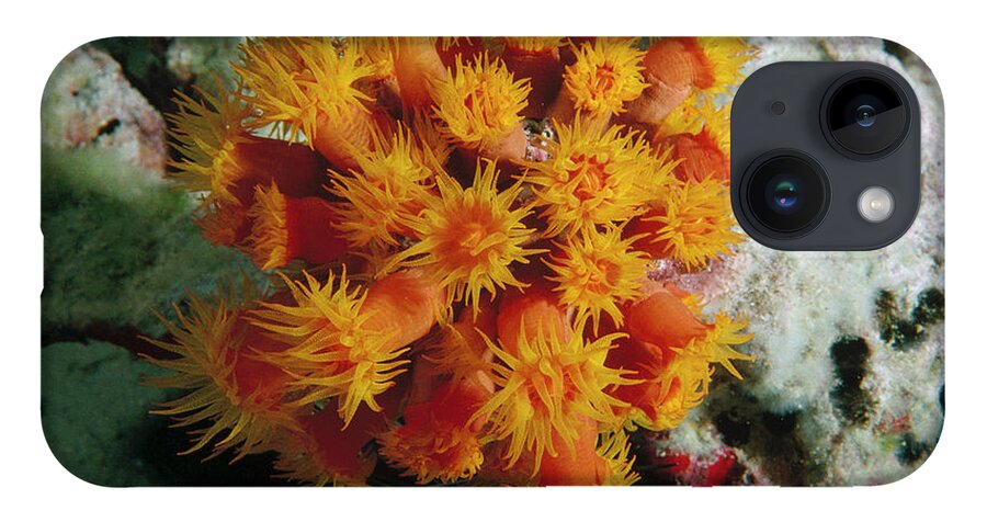 Mp iPhone 14 Case featuring the photograph Orange Cup Coral by Flip Nicklin