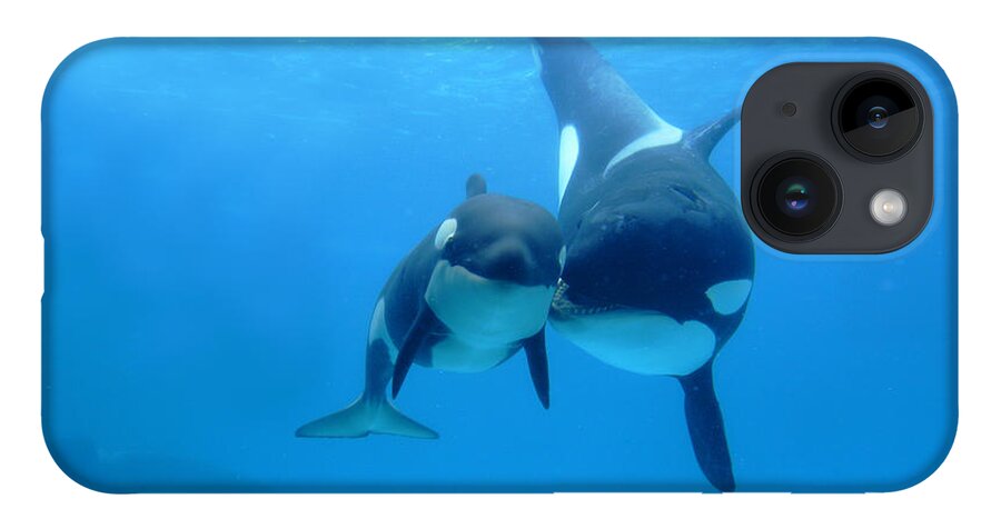 Mp iPhone Case featuring the photograph Orca Mother And Newborn by Hiroya Minakuchi