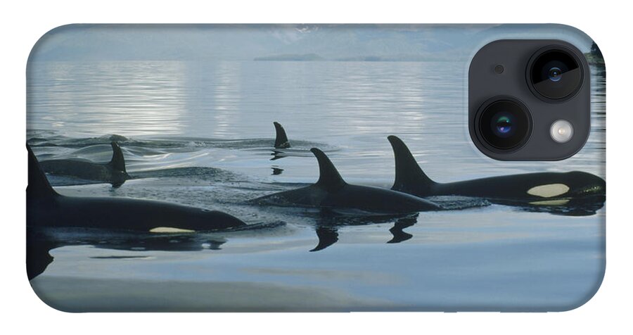 00079478 iPhone 14 Case featuring the photograph Orca Pod Johnstone Strait Canada by Flip Nicklin