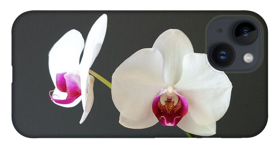 Orchid iPhone Case featuring the photograph Orchid Blooms by Laurel Best