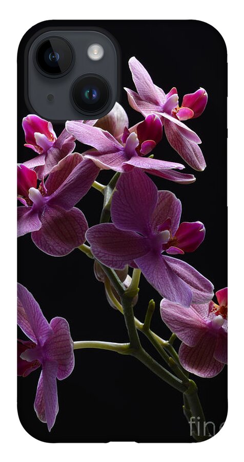 Orchid iPhone 14 Case featuring the photograph Orchid in flight by Robert WK Clark