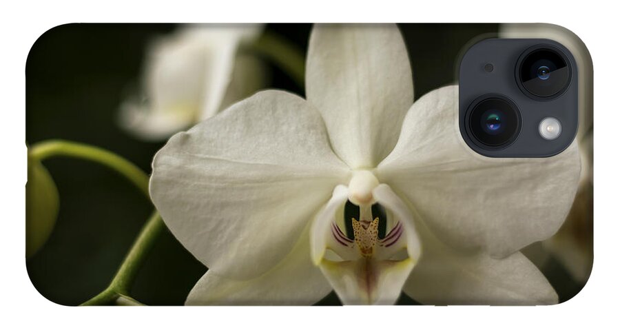 Orchid iPhone 14 Case featuring the photograph Orchids by Holly Ross