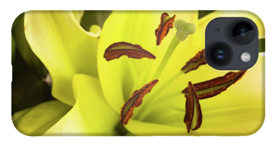 Alive iPhone 14 Case featuring the photograph Oriental Lily Flower by Raul Rodriguez