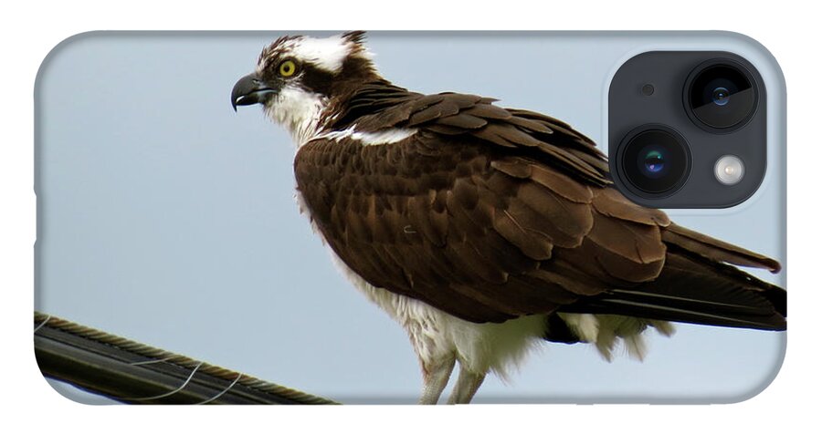 Bird iPhone 14 Case featuring the photograph Osprey by Azthet Photography