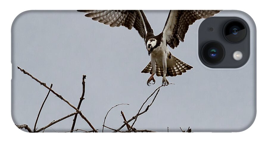 Art iPhone 14 Case featuring the photograph Osprey Landing by Phil Spitze