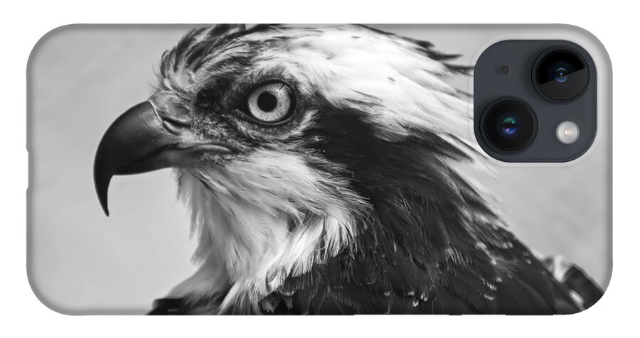 Osprey iPhone 14 Case featuring the photograph Osprey monochrome portrait by Flees Photos
