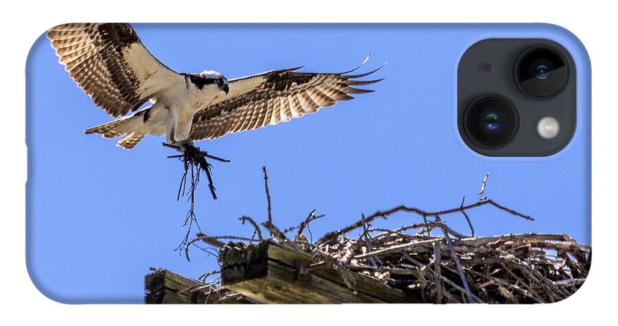 Osprey iPhone 14 Case featuring the photograph Osprey Nest Building by Phil Spitze