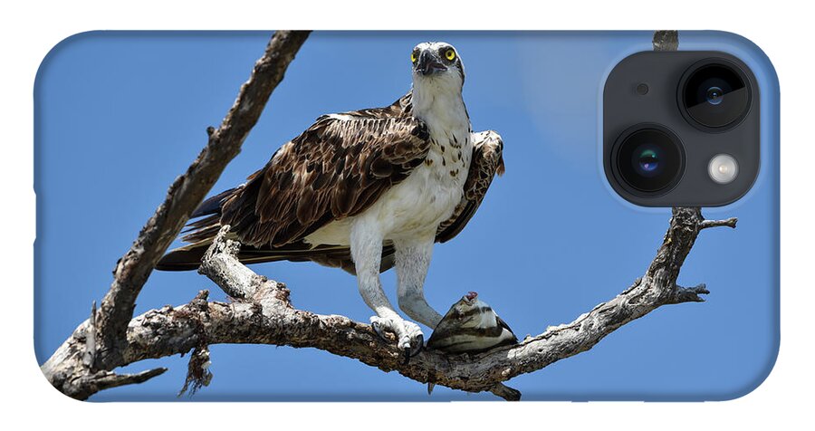 Osprey iPhone 14 Case featuring the photograph Osprey Perched with a Fish by Artful Imagery