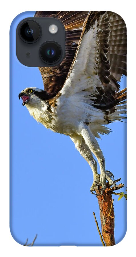 Osprey iPhone 14 Case featuring the photograph Osprey Reaching for the Sky by Artful Imagery