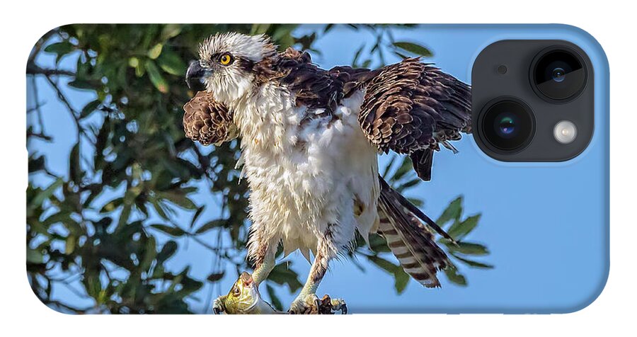 Osprey iPhone 14 Case featuring the photograph Osprey With Meal by DB Hayes