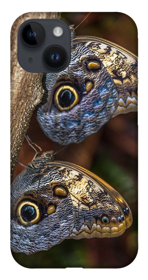 Owl Butterfly iPhone 14 Case featuring the photograph Owl Butterflies by Jerry Cahill