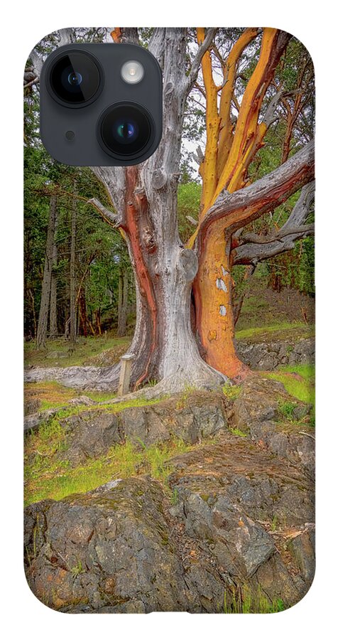 Oregon Coast iPhone 14 Case featuring the photograph Pacific Madrone Tree by Tom Singleton