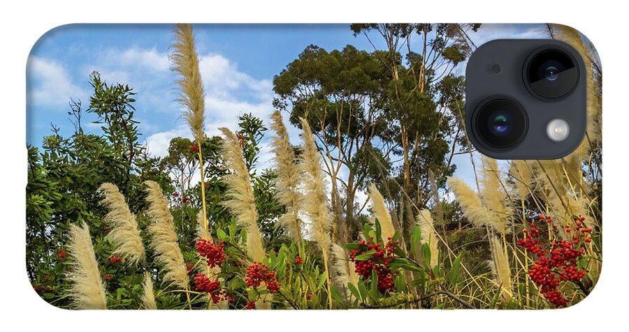 Berries iPhone 14 Case featuring the photograph Pampas grass and red berries against blue sky by Roslyn Wilkins