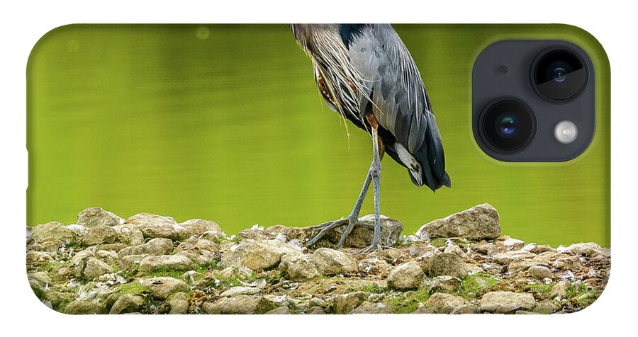 Blue Heron iPhone 14 Case featuring the photograph Peaceful Heron by Jerry Cahill