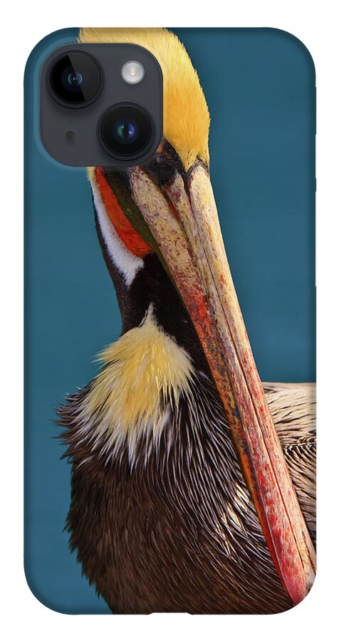 Pelican iPhone 14 Case featuring the photograph Pelican by Beth Sargent