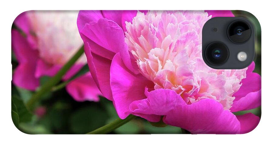 Peony iPhone Case featuring the photograph Peony by Chris Berrier
