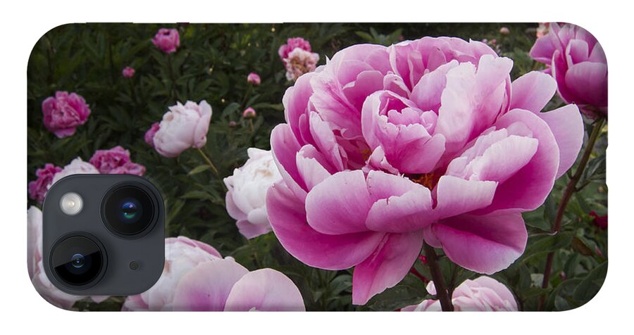 Flowers iPhone Case featuring the photograph Peony Field by Mary Lee Dereske