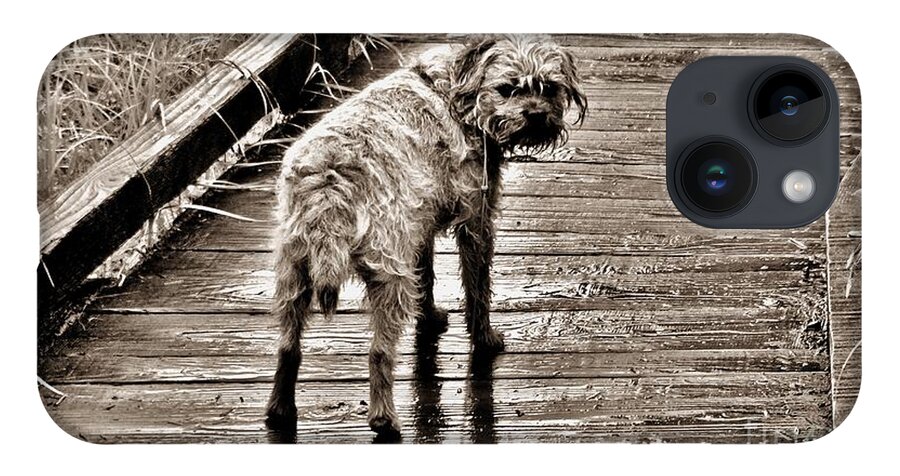 Dog iPhone Case featuring the photograph Pet Portrait - Puck by Laura Wong-Rose