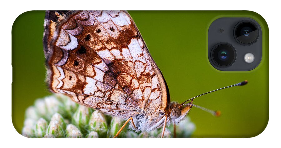 Insect iPhone 14 Case featuring the photograph Phaon Crescent by Jeff Phillippi