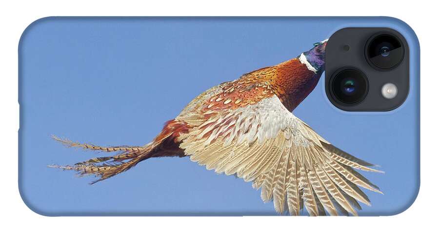 Pheasant iPhone 14 Case featuring the photograph Pheasant Wings by Mark Miller