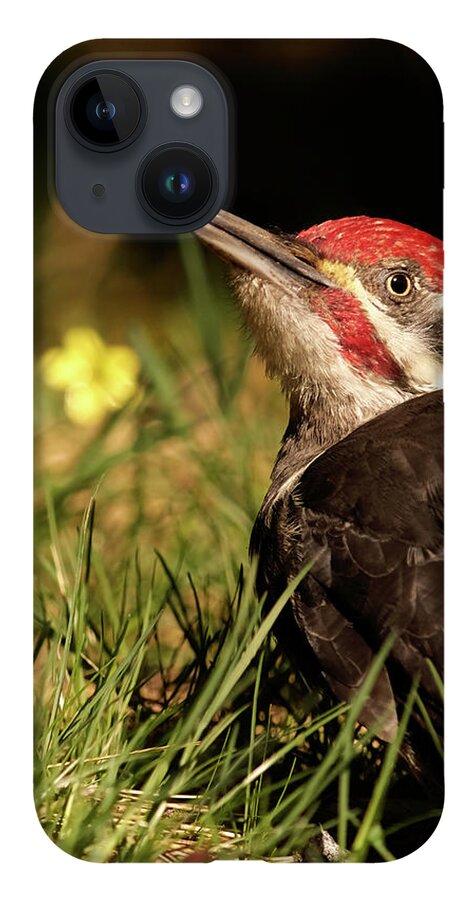 Bird iPhone 14 Case featuring the photograph Pileated Woodpecker by Loni Collins
