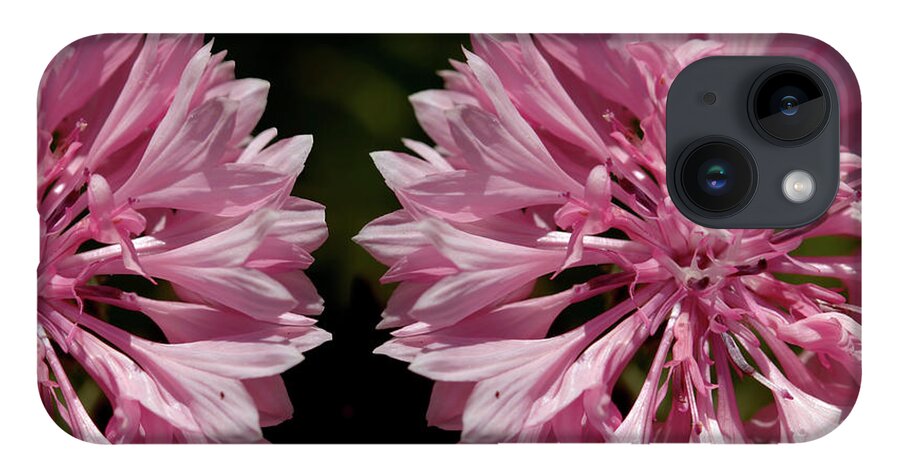 Cornflower iPhone 14 Case featuring the photograph Pink cornflowers by Stephen Melia