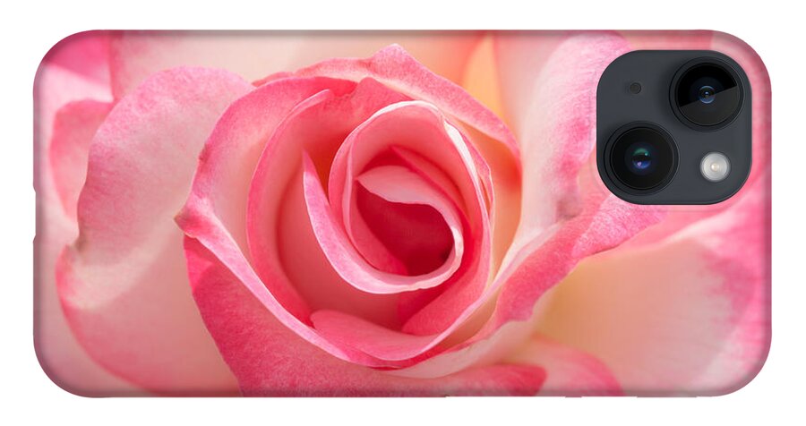 Pink iPhone Case featuring the photograph Pink Cotton Candy Rose by Ana V Ramirez