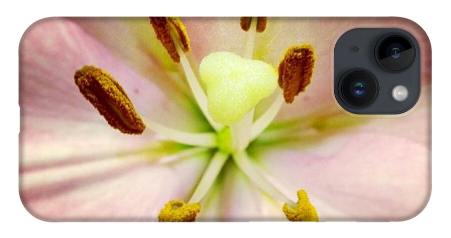 Lily iPhone 14 Case featuring the photograph Pink by Denise Railey
