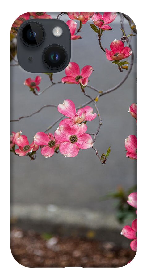 Bellingham iPhone Case featuring the photograph Pink Dogwoods by Judy Wright Lott